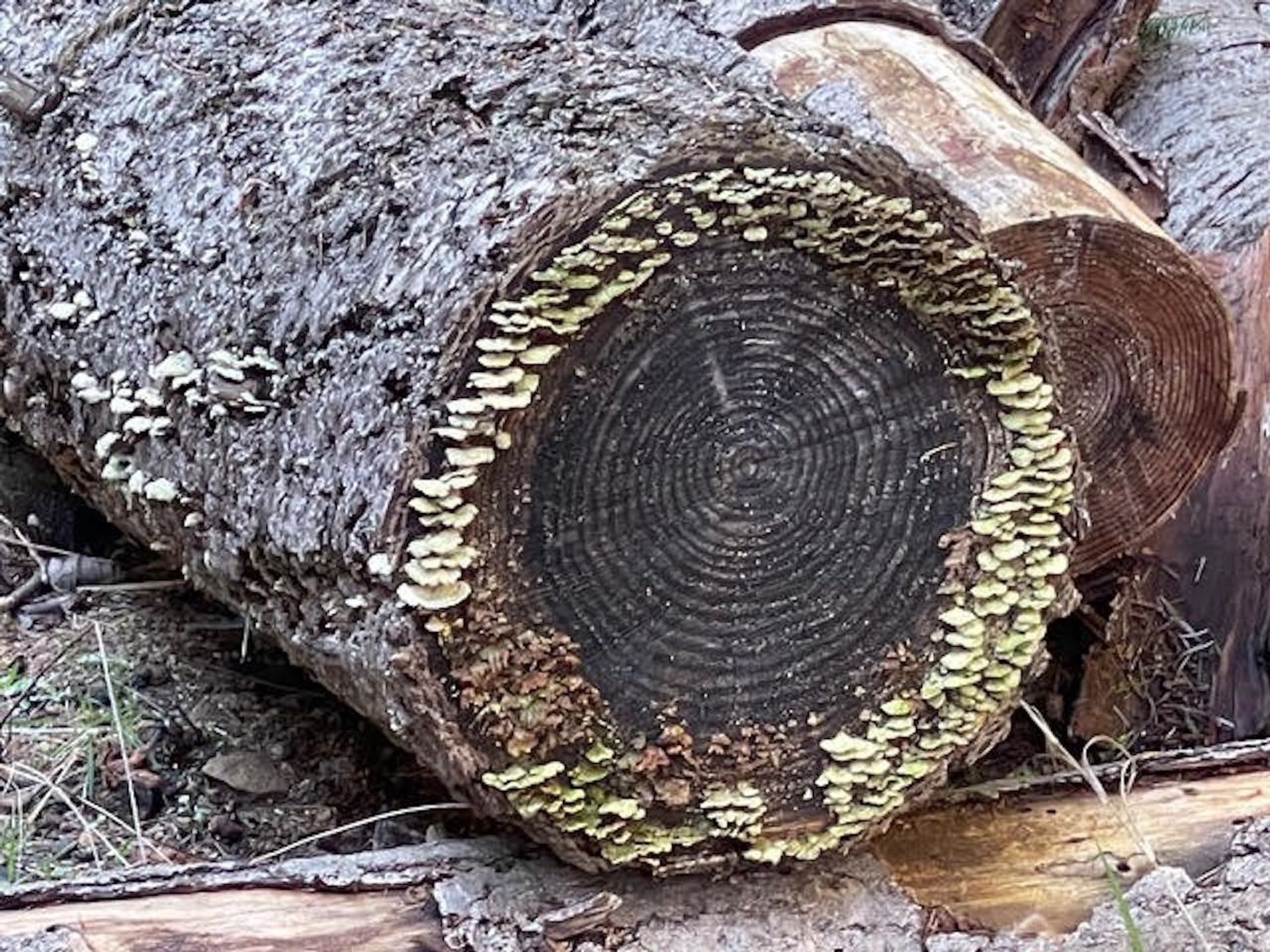 Photo 22 at 1840 Seymour Road, Gabriola Island, Islands-Van. & Gulf Photo 22 at 1840 Seymour Road, Gabriola Island, Islands-Van. & Gulf