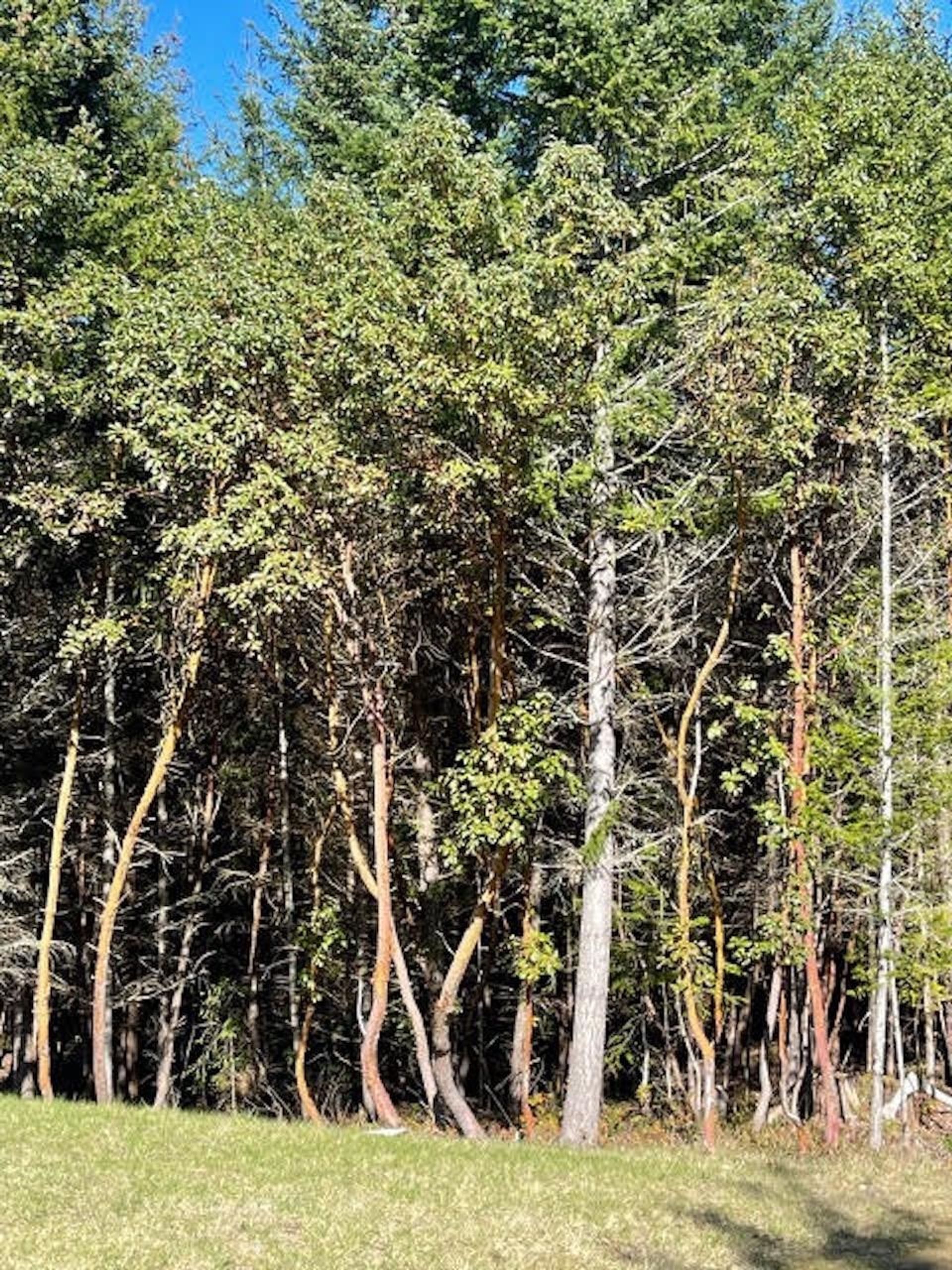 Photo 26 at 1840 Seymour Road, Gabriola Island, Islands-Van. & Gulf Photo 26 at 1840 Seymour Road, Gabriola Island, Islands-Van. & Gulf