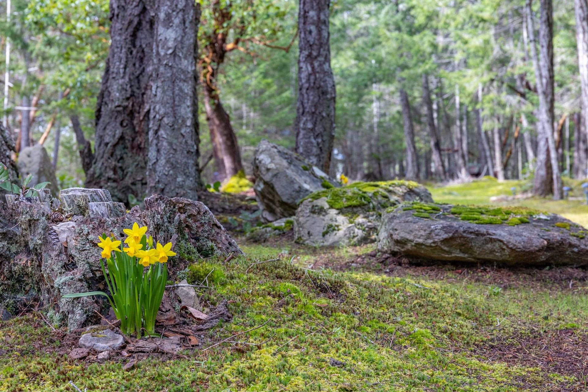 Photo 27 at 390 Juniper Lane, Galiano Island, Islands-Van. & Gulf Photo 27 at 390 Juniper Lane, Galiano Island, Islands-Van. & Gulf