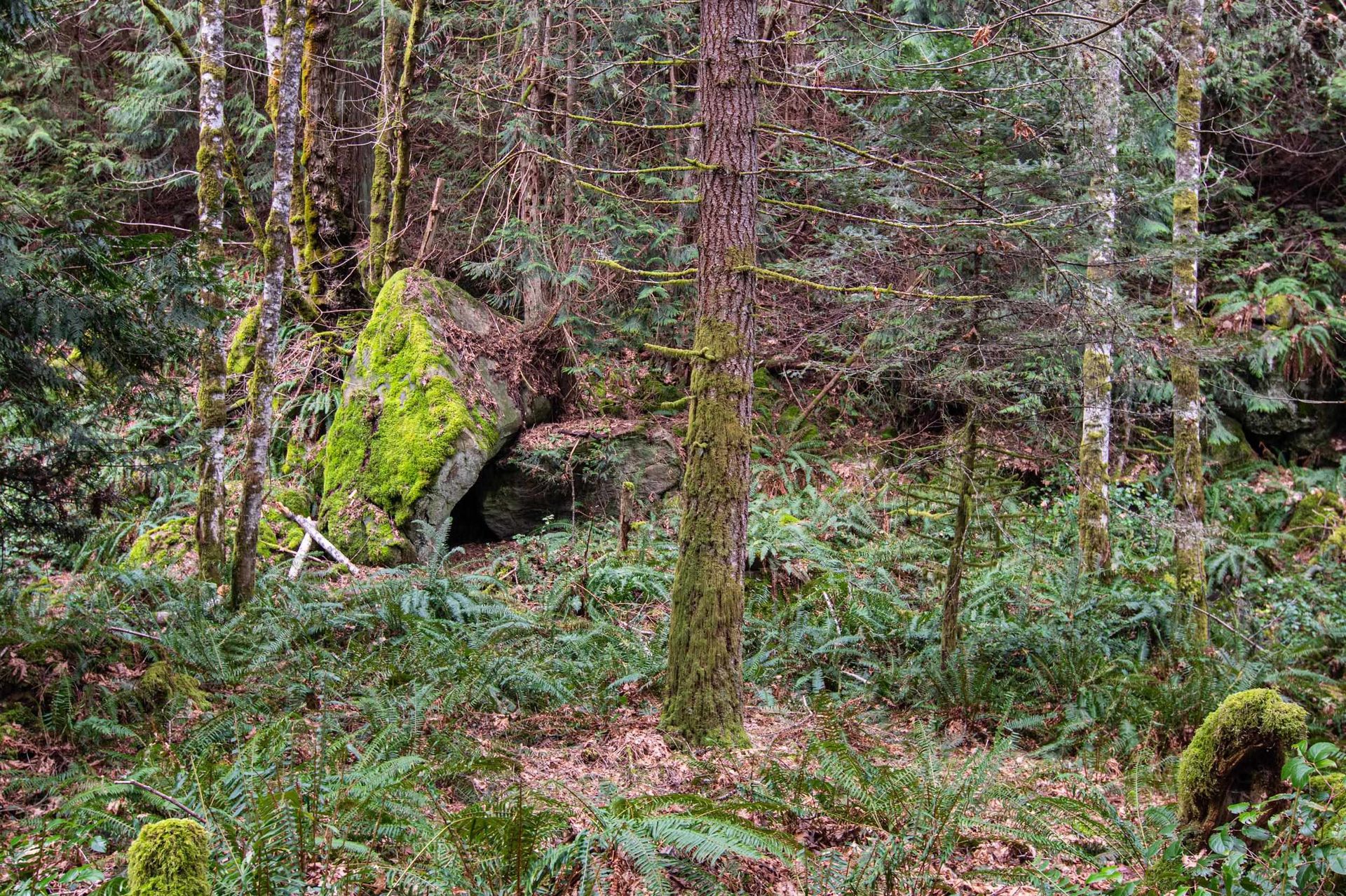 Photo 29 at 390 Juniper Lane, Galiano Island, Islands-Van. & Gulf Photo 29 at 390 Juniper Lane, Galiano Island, Islands-Van. & Gulf