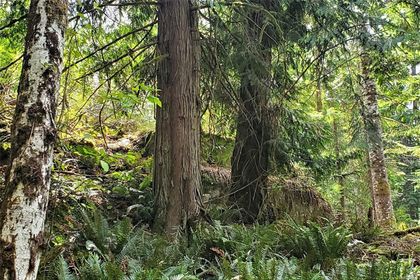 Photo 81 at 2594 Conville Bay Road, Quadra Island, Islands