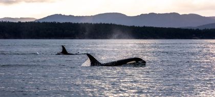 Photo 9 at 678 Mariner Drive, Willow Point, Campbell River