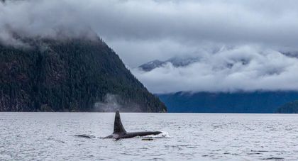Photo 28 at 18 Rendezvous Island, Small Islands (Campbell River Area), Islands