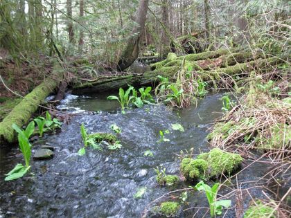 Photo 17 at Lot 3 Cowichan Lake Road, West Duncan, Duncan