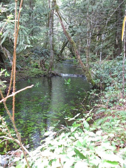 Photo 18 at Lot 3 Cowichan Lake Road, West Duncan, Duncan