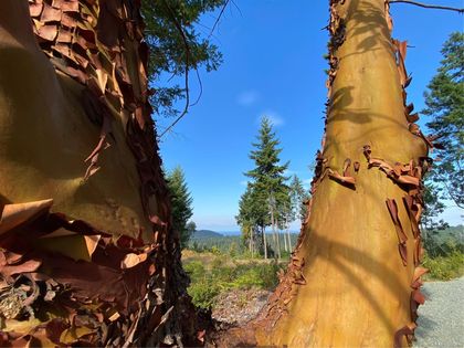 Photo 14 at Lt 4 Spruce Avenue, Gabriola Island, Islands
