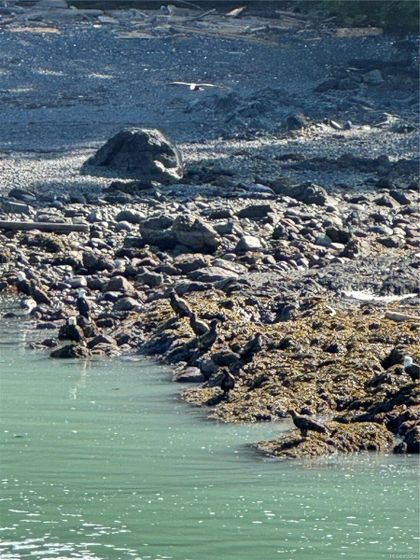 Photo 22 at  Francis Island, Ucluelet, Port Alberni and West Coast
