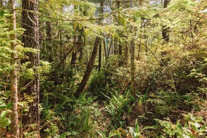 Photo 16 at LOT 4 Hawkes Road, Port Alberni