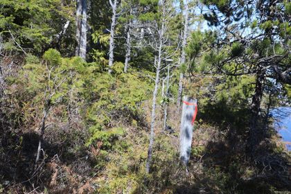 Photo 19 at DL 1216 Slingsby Channel, Small Islands (North Island Area), Islands