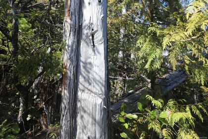 Photo 20 at DL 1216 Slingsby Channel, Small Islands (North Island Area), Islands