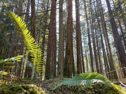 Photo 6 at Lt 4 Sitka Grove, Gabriola Island, Islands