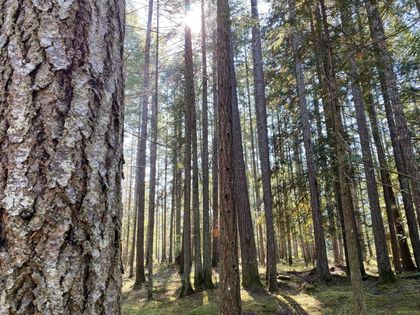 Photo 7 at Lt 4 Sitka Grove, Gabriola Island, Islands