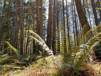 Photo 8 at Lt 4 Sitka Grove, Gabriola Island, Islands