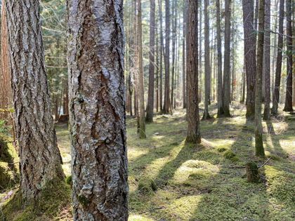 Photo 9 at Lt 4 Sitka Grove, Gabriola Island, Islands
